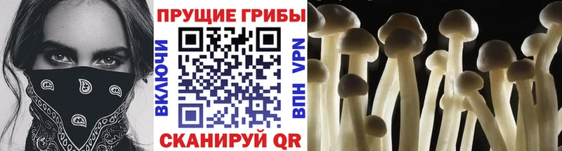 Галлюциногенные грибы Magic Shrooms  МЕГА вход  Опочка  купить  